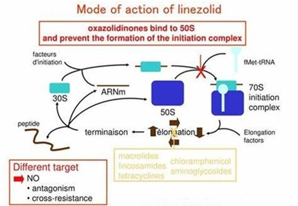 What is the mechanism of action of linezolid Zyvox What is the mechanism of action of linezolid Zyvox
