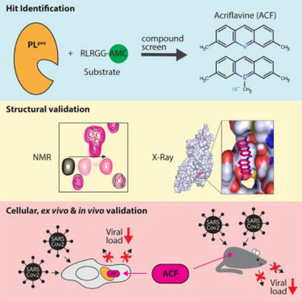 Acriflavine MECHANISM Acriflavine MECHANISM