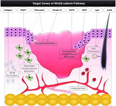 What are the results of PTD-DBM What are the results of PTD-DBM