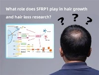 চুলের বৃদ্ধি এবং চুল পড়া গবেষণায় SFRP1 কী ভূমিকা পালন করে